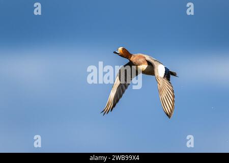 Männlich von Eurasian Wigeon, Mareca penelope, Vogel im Flug über Marschen Stockfoto