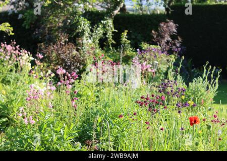 Englisches Landhaus Gartenblumenbeete voller rosa, lila und roter Blumen im Sommer Stockfoto