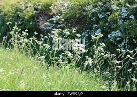 Kuh-Petersilie im Frühlingssonnenschein, in einer Wildblumenkante vor einer dicken Hecke Stockfoto