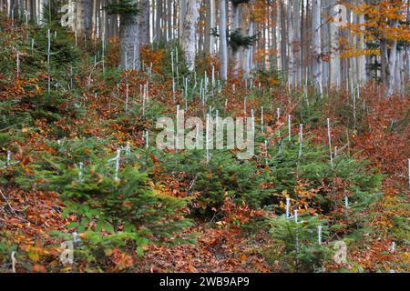 Tierabwehrmittel zum Schutz junger Bäume gegen Pflanzenfresser. Weiße Chemikalienfarbe auf Fichtensetzlingen im Wald in Polen. Stockfoto