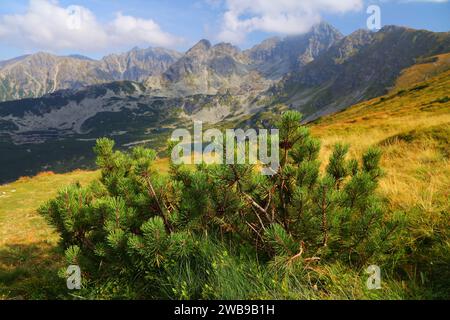 Zwergkiefer (Pinus mugo), bekannt als Kosodrzewina in Polen. Die Flora des Tatra-Gebirges in Polen. Stockfoto