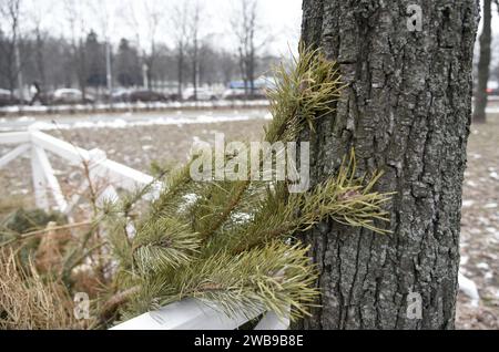 Nicht exklusiv: KIEW, UKRAINE - 09. JANUAR 2024 - Sammelstelle für Weihnachtsbäume für ökologisches Recycling im Yunist Park im Bezirk Sviatoshyno Stockfoto