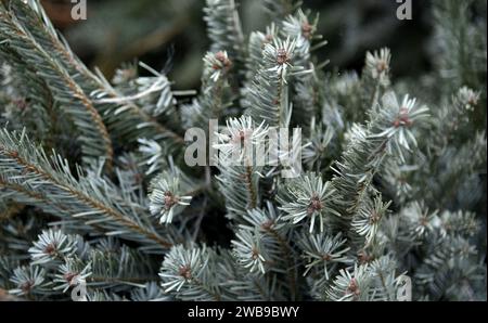 KIEW, UKRAINE - 09. JANUAR 2024 - Sammelstelle für Weihnachtsbäume für ökologisches Recycling im Yunist Park im Bezirk Sviatoschyno in Kiew, Capita Stockfoto