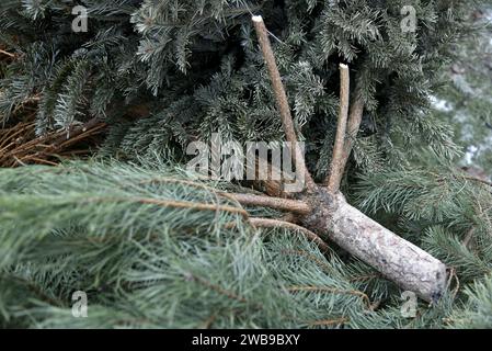 KIEW, UKRAINE - 09. JANUAR 2024 - Sammelstelle für Weihnachtsbäume für ökologisches Recycling im Yunist Park im Bezirk Sviatoschyno in Kiew, Capita Stockfoto