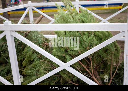KIEW, UKRAINE - 09. JANUAR 2024 - Sammelstelle für den Weihnachtsbaum für das ökologische Recycling an der Ecke Symyrenko und Hryhorovych-Barskyi Straßen Stockfoto