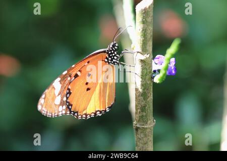 Gemeiner Tiger oder Indischer Monarch oder Oranger Tiger Schmetterling, der auf dem Ast im Garten ruht Stockfoto