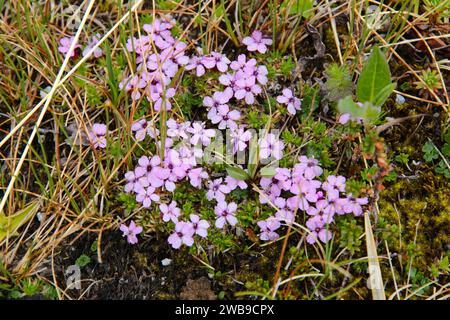 Alpenblumen Norwegens. Flora des Nationalparks Saltfjellet-Svartisen. Silene acaulis (Moos campion) Wildblumen der Familie der Caryophyllaceae. Stockfoto