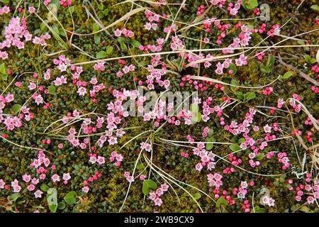 Alpenblumen von Norwegen. Flora von Saltfjellet-Svartisen Nationalpark. Kalmia procumbens (Alpine azalea) Zwerg blühender Strauch der Ericaceae Familie. Stockfoto