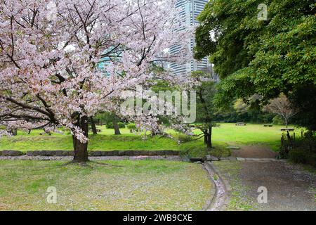 Tokio, Japan - Hamarikyu Gardens, Park im Bezirk Chuo. Kirschblüten. Stockfoto