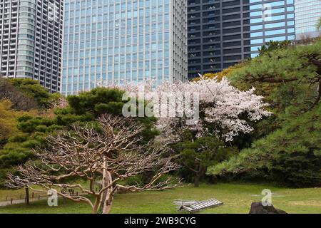 Tokio, Japan - Hamarikyu Gardens, Park im Bezirk Chuo. Kirschblüten. Stockfoto