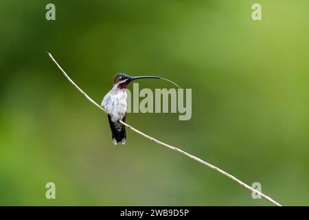 Der langschnullige Sternenkolibri Heliomaster longirostris, der im Regenwald sitzt und seine Zunge rausstreckt Stockfoto