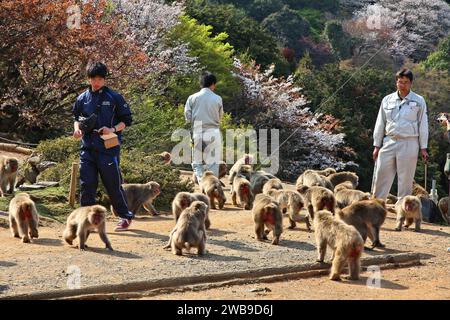 KYOTO, JAPAN - 17. APRIL 2012: Touristen besuchen die Affen von Arashiyama, Kyoto, Japan. Der Iwatayama Monkey Park ist berühmt für den wilden japanischen Makaken-Mönch Stockfoto