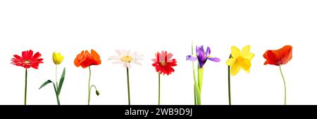 Set aus bunten Frühlingsblumen in einer Reihe, einschließlich Gänseblümchen, Gerbera, Tulpe, Iris, narzissen ein Mohn, isoliert auf weißem Panorama Stockfoto