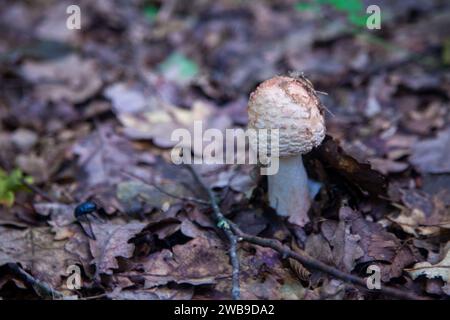 Essbare Pilze Amanita rubescens, auch bekannt als Erröten amanita. Wilde Pilze, die zwischen den herabfallenden Blättern im Herbstwald wachsen. Stockfoto