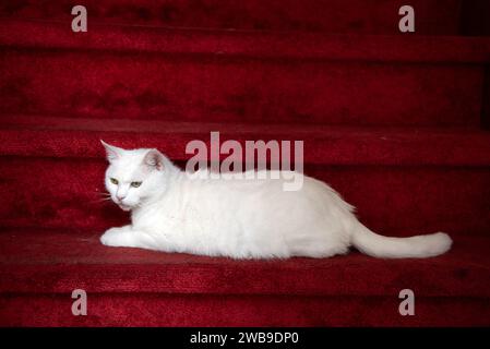 Eine isolierte, reinweiße Katze streckte sich auf einer weichen, roten, mit Teppich ausgelegten Treppe aus. Stockfoto
