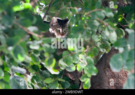 Der Kopf einer ausgewachsenen, wilden Tigerstreifen-Katze mit großen, grünen Augen blickt hinter einer Tarnung aus Blättern und Ästen hervor. Stockfoto