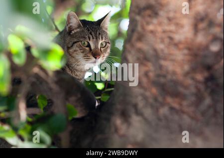 Der Kopf einer ausgewachsenen, wilden Tigerstreifen-Katze mit großen, grünen Augen blickt hinter einer Tarnung aus Blättern und Ästen hervor. Stockfoto