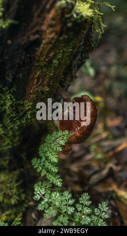 Pilze wachsen auf Bäumen im Wald Stockfoto