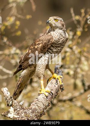 Habicht Stockfoto