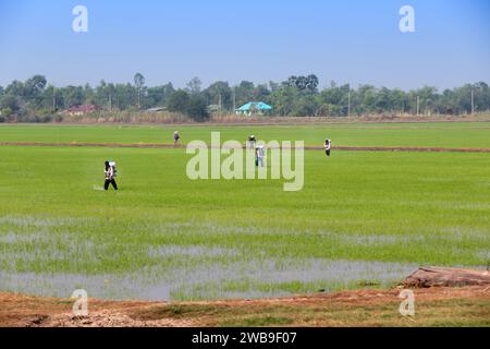 PRACHINBURI, THAILAND - 12. DEZEMBER 2012: Landarbeiter sprühen Pestizide auf Reisfelder in Thailand. Stockfoto