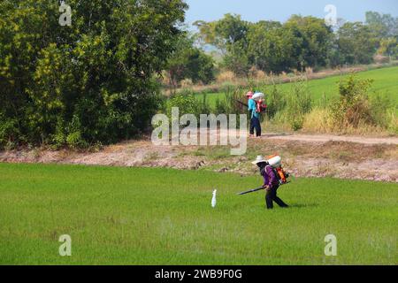 PRACHINBURI, THAILAND - 12. DEZEMBER 2012: Landarbeiter sprühen Pestizide auf Reisfelder in Thailand. Stockfoto