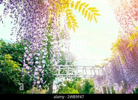 Blühender Wistariazweig im Frühlingsgarten. Violette Blüten Glyzinien im Frühling. Stockfoto