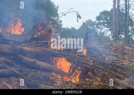 Während der Vorbereitung des Baues für das Haus wurden entwurzelte Bäume im Wald verbrannt Stockfoto