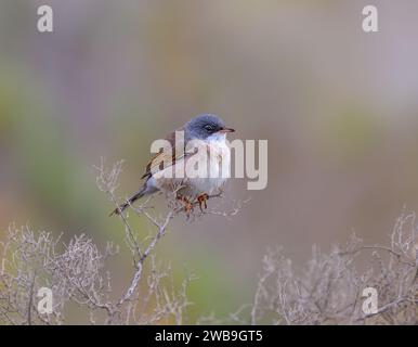 Curruca conspicillata mit Brillengläser auf dem obersten Zweig eines trockenen Strauchs, Fuerteventura, Kanarischen Inseln, Spanien Stockfoto