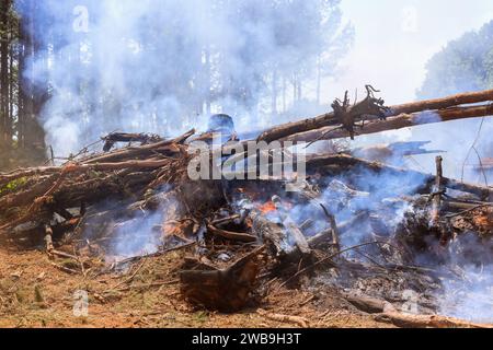 Das Feuer wurde durch entwurzelte Bäume verursacht, die während der Vorbereitung des Landbaus verbrannt wurden Stockfoto