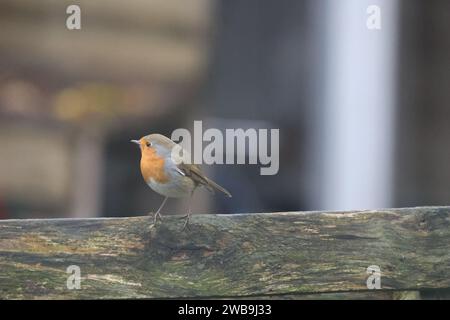 Ein Europäischer rotkehlchen auf einem Holzbrett Stockfoto