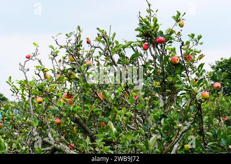 Malang Indonesien Bio-Äpfel hängen an einem Ast in einem Apfelgarten Stockfoto