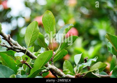 Malang Indonesien Bio-Äpfel hängen an einem Ast in einem Apfelgarten Stockfoto