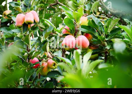 Malang Indonesien Bio-Äpfel hängen an einem Ast in einem Apfelgarten Stockfoto