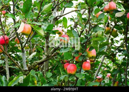 Malang Indonesien Bio-Äpfel hängen an einem Ast in einem Apfelgarten Stockfoto
