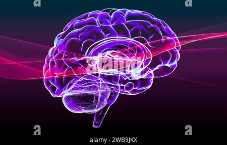 Abschnitt eines Gehirns im Profil, Teile des Gehirns. Degenerative Erkrankungen, Parkinson, Synapsen, Neuronen, Alzheimer Menschliche Anatomie, Hirnscan Stockfoto