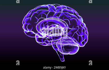 Abschnitt eines Gehirns im Profil, Teile des Gehirns. Degenerative Erkrankungen, Parkinson, Synapsen, Neuronen, Alzheimer Menschliche Anatomie, Hirnscan Stockfoto