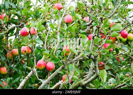 Malang Indonesien Bio-Äpfel hängen an einem Ast in einem Apfelgarten Stockfoto