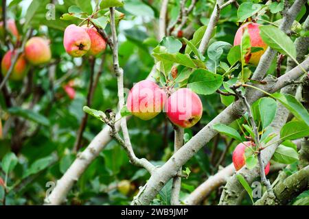 Malang Indonesien Bio-Äpfel hängen an einem Ast in einem Apfelgarten Stockfoto