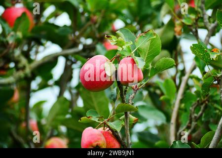 Malang Indonesien Bio-Äpfel hängen an einem Ast in einem Apfelgarten Stockfoto