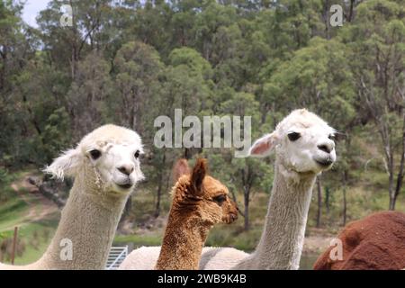 Kopfschuss von Alpakas auf der Farm in Australien Stockfoto