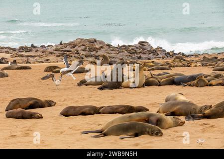 Kappelzrobben, in einer der größten Kolonien dieser Art, ruhen an der Skelettküste Namibias. Stockfoto