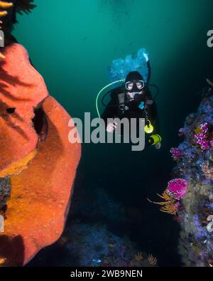Eine weibliche Taucherin schwimmt unter Wasser durch das Riff neben einem großen orangen Wandschwamm (Spirastrella spinispirulifera) Stockfoto