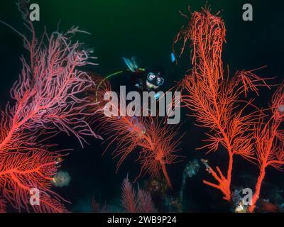 Ein Taucher schwimmt hinter ein paar großen PALMATE Seefans (Leptogoria palma) und blickt in die Kamera Stockfoto