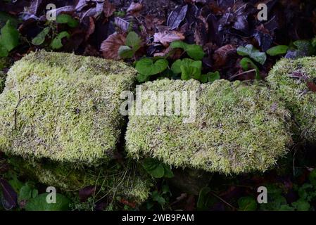 Moos wächst auf einer niedrigen Steinmauer. Stockfoto