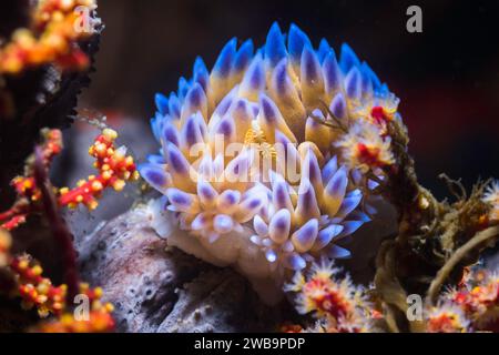 Eine blaue Gasflamme Nacktschnecke (Bonisa nakaza), Vorderansicht der Meeresschnecke auf dem Riff unter Wasser Stockfoto