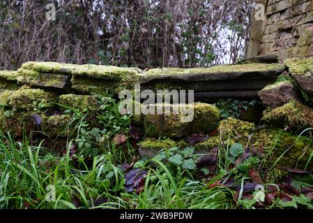 Moos wächst auf einer niedrigen Steinmauer. Stockfoto