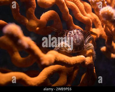 Eine Kap-Felskrabbe (Plagusia chabrus), die auf einem Seefächer sitzt Stockfoto