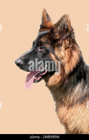 Porträt eines Deutschen Schäferhunds Stockfoto