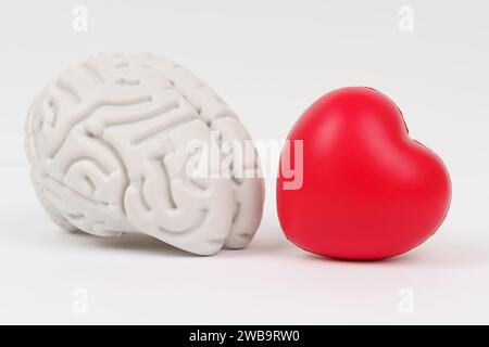 Auf weißem Hintergrund, ein Modell des Gehirns und ein rotes Herz. Gedanken über die Liebe. Stockfoto