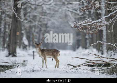 Paris, Frankreich. Januar 2024. Ein Hirsch spaziert im Schnee im Wildpark Rambouillet, in der Nähe von Paris, Frankreich, 9. Januar 2024. Quelle: Aurelien Morissard/Xinhua/Alamy Live News Stockfoto